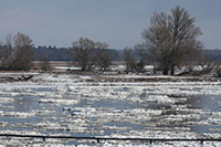 Winterhochwasser der Oder