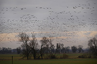 Vogelrastplatz auf den Wiesen bei Güstebieser Loose