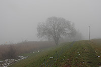 Oderdeich bei Spitz im Nebel