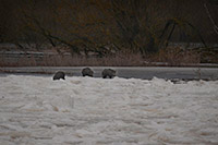 Wildschweine unterwegs