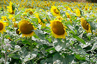 Sonnenblumen