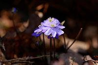 Leberblümchen