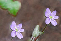 Leberblümchen