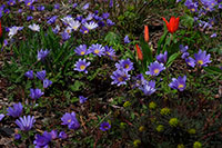 Frühlings-Anemone und Tulpen