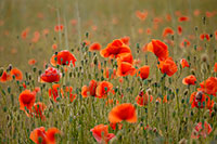 Mohn