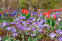 Frühlings-Anemone, Traubenhyazinthe und Tulpen am Strausberger Bahnhof