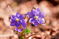 Leberblume im Annatal