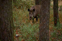 Wildschwein