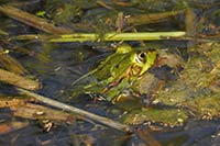 Frosch