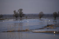 Vogelrepublik Warthebruch