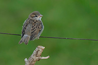 Vögel in unserem Garten