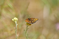 Scheckenfalter