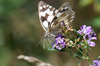 Schachbrettfalter