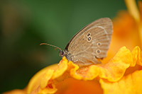 Brauner Waldvogel