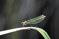 Prachtlibelle