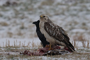 Blick aus dem Fotoversteck